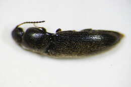 Image of <i>Idolus picipennis</i>