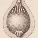 Image of <i>Lagena marginata</i> var. <i>umbonata</i> Sidebottom 1912