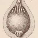 Imagem de <i>Lagena marginata</i> var. <i>umbonata</i> Sidebottom 1912