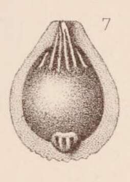 Image of <i>Lagena marginata</i> var. <i>umbonata</i> Sidebottom 1912