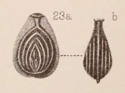 Image of <i>Lagena orbignyana</i> var. <i>concentrica</i> Sidebottom 1912