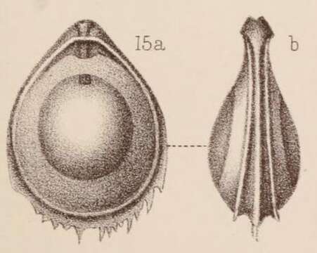 Image of <i>Lagena orbignyana</i> var. <i>coronata</i> Sidebottom 1912