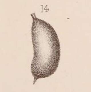 Image of Lagena sacculiformis Sidebottom 1912