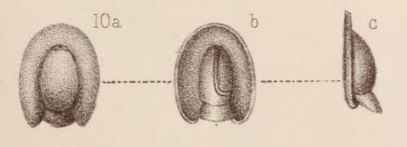 Image of Lagena soleaformis Sidebottom 1912