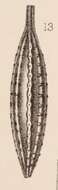 Image of <i>Lagena striatopunctata</i> var. <i>fusiformis</i> Sidebottom 1912