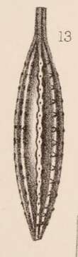 Image of <i>Lagena striatopunctata</i> var. <i>fusiformis</i> Sidebottom 1912