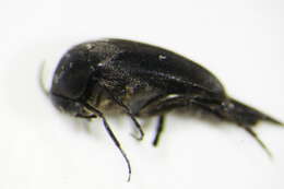 Image of <i>Mordellistena pseudobrevicauda</i>