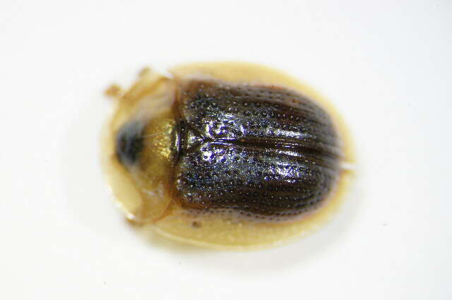 Image of Rainbow tortoise beetle