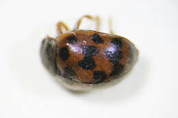 Image of Subcoccinella