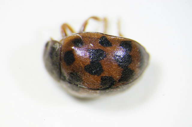 Subcoccinella的圖片