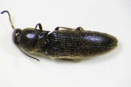 Image of <i>Idolus picipennis</i>