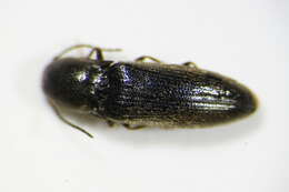 Image of <i>Idolus picipennis</i>