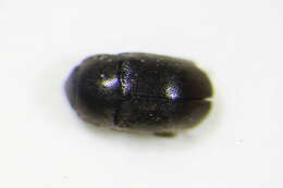 Image of <i>Lamiogethes serripes</i>