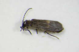 Image of <i>Malthodes pumilus</i>