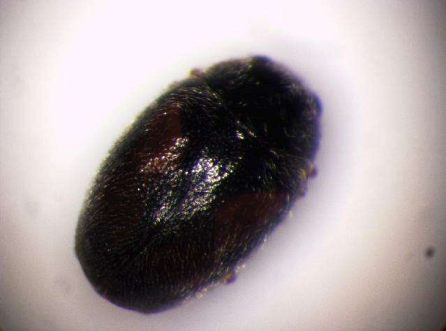 صورة <i>Nephus redtenbacheri</i>