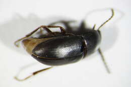 Image of <i>Crypticus quisquilius</i>