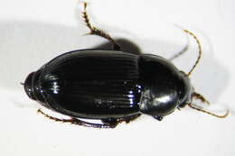 Image of Harpalus (Harpalus) serripes (Quensel ex Schönherr 1806)