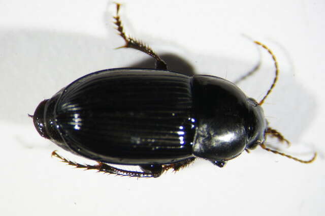 Image of Harpalus (Harpalus) serripes (Quensel ex Schönherr 1806)