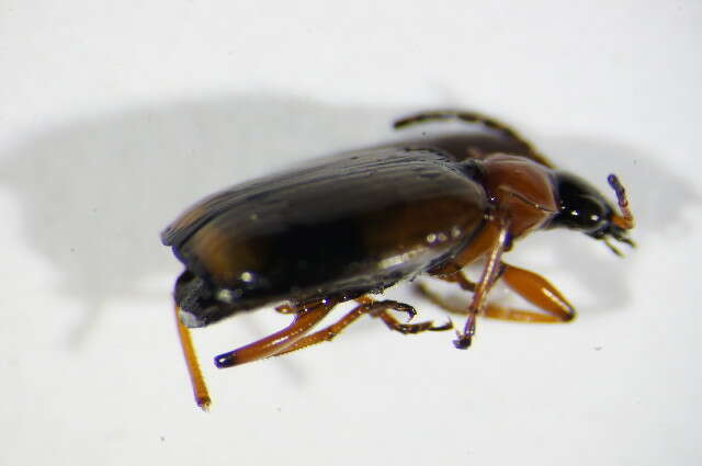 Image of Lebia (Lebia) cruxminor (Linnaeus 1758)