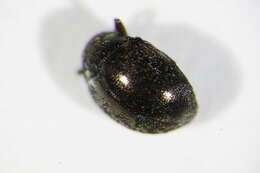 Image of <i>Lamprobyrrhulus nitidus</i>