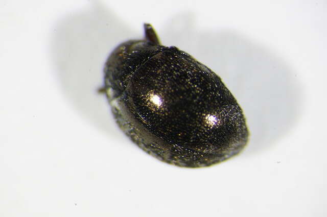 Imagem de <i>Lamprobyrrhulus nitidus</i>