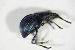 Image of <i>Oxystoma pomonae</i>