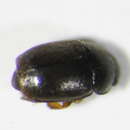 Image of <i>Boragogethes rosenhaueri</i>