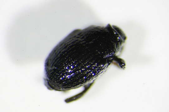 Glocianus distinctus (Ch. Brisout de Barneville 1870) resmi