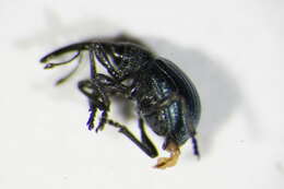 Image of <i>Omphalapion laevigatum</i>