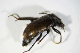 Слика од <i>Omophlus lividipes</i>