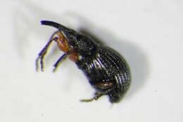 Image of Protapion trifolii