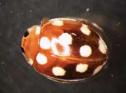 صورة Vibidia duodecimguttata