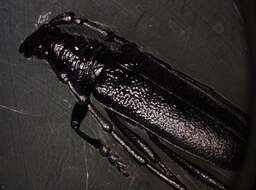 Image of capricorn beetle