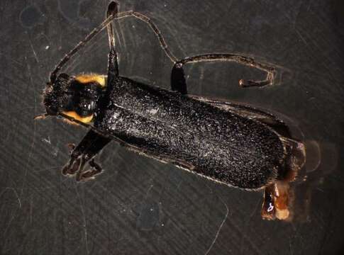 Image of <i>Cantharis obscura</i>