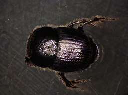 Слика од Onthophagus (Palaeonthophagus) joannae Goljan 1953