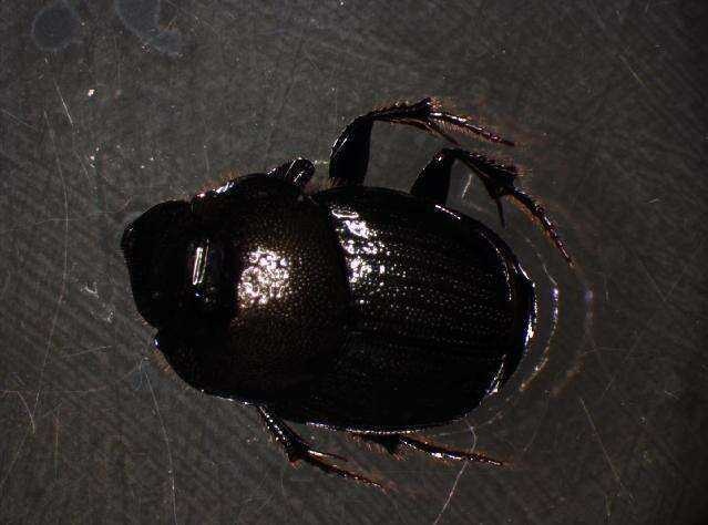 Sivun Onthophagus (Palaeonthophagus) verticicornis (Laicharting 1781) kuva