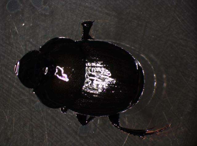 Sivun Onthophagus (Palaeonthophagus) verticicornis (Laicharting 1781) kuva