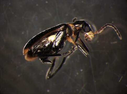 Image of <i>Sphinginus lobatus</i>