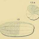 Image of Alveolina oblonga d'Orbigny 1826