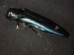 Image of Oak Jewel-beetle