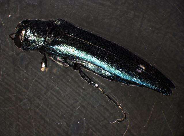 Image of Oak Jewel-beetle