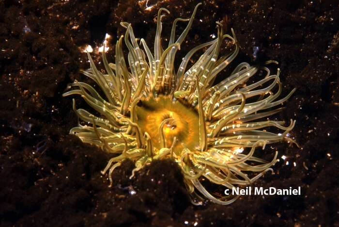 Image of buried sea anemone