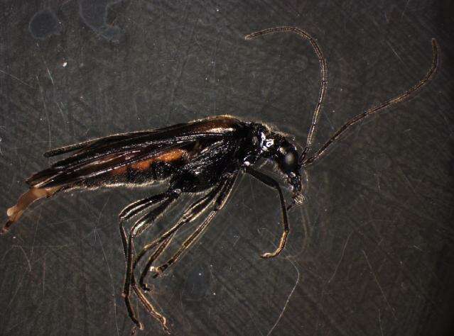 Image of <i>Oedemera subulata</i>