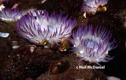 Image of aggregating anemone