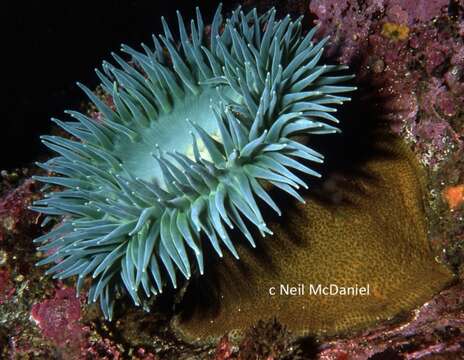 Image of giant green anemone