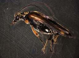 Image of <i>Oedemera podagrariae</i>