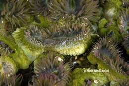 Image of aggregating anemone