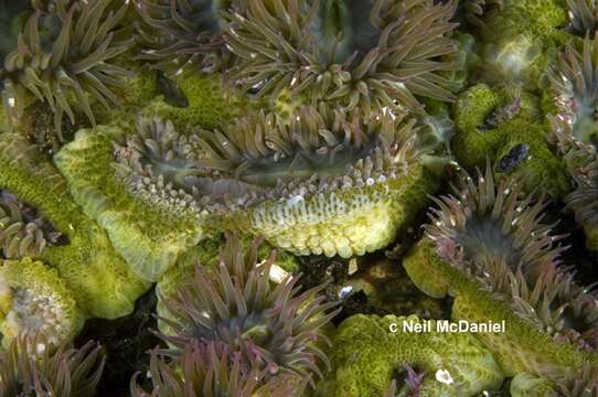 صورة Anthopleura elegantissima (Brandt 1835)