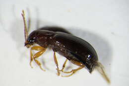 Image of Carabidae