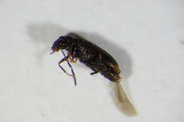 صورة <i>Ernobius angusticollis</i>